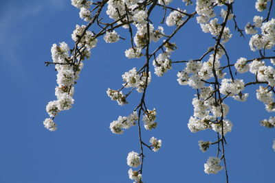 Low angle view of cherry blossom tree