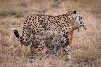 Family of cheetah eating animal on field