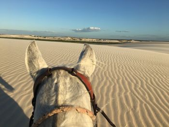 View of a horse on sand