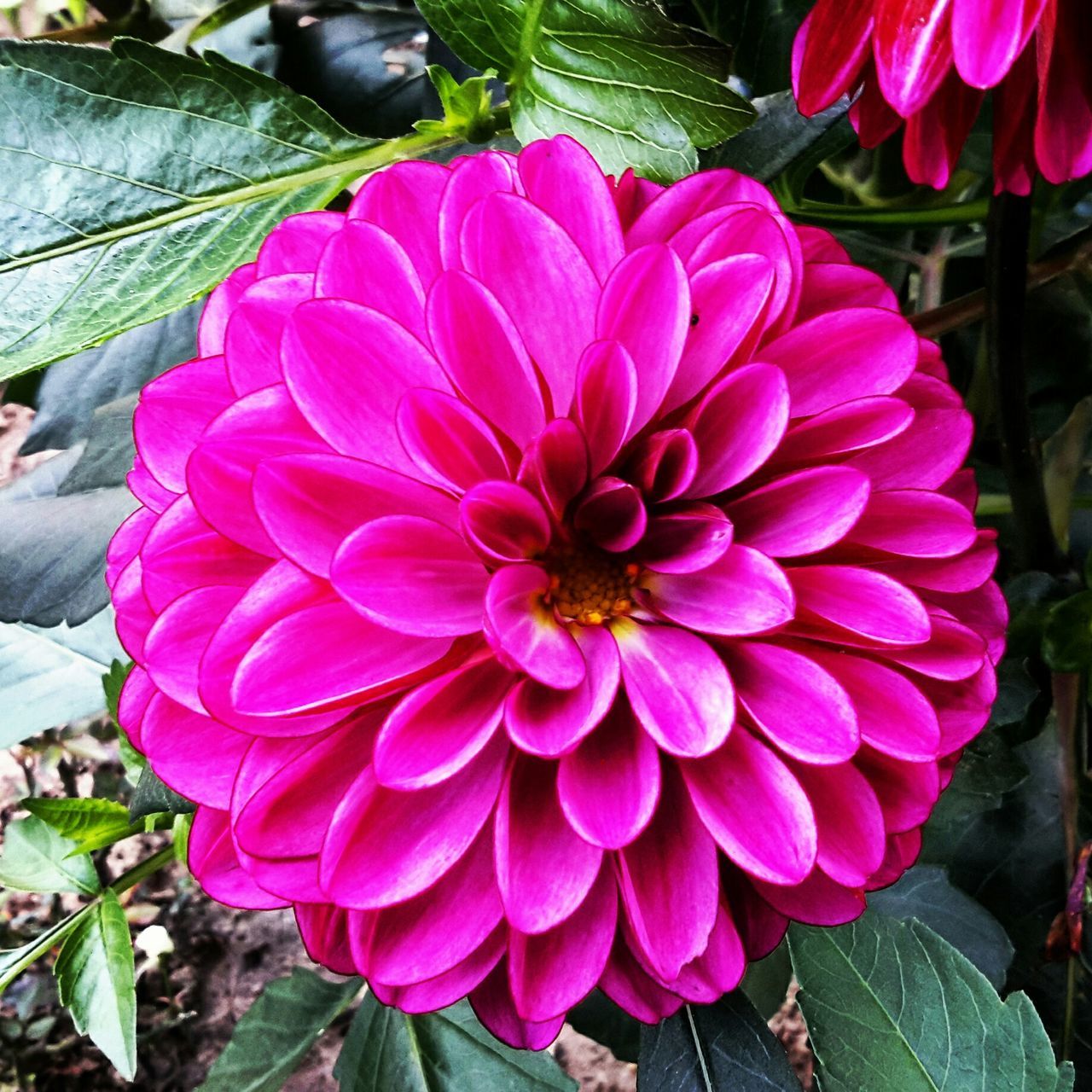 flower, petal, freshness, fragility, flower head, growth, pink color, beauty in nature, close-up, plant, nature, blooming, leaf, high angle view, pink, focus on foreground, in bloom, natural pattern, outdoors, day