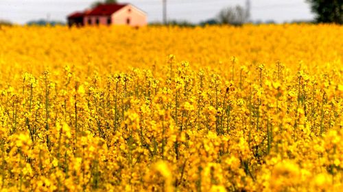 Scenic view of oilseed rape field