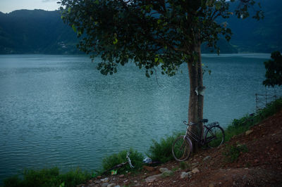 Tree by lake against sky