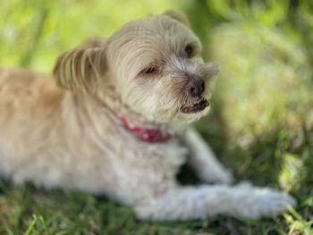 Close-up of dog