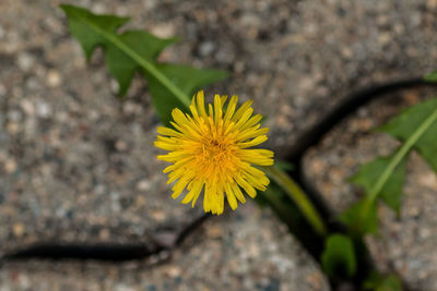 Close-up of yellow flower
