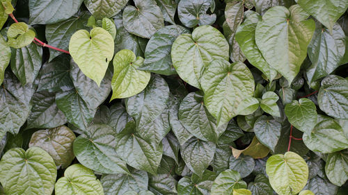 Full frame shot of wet leaves