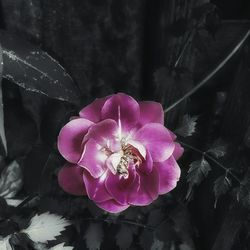 Close-up of pink orchid