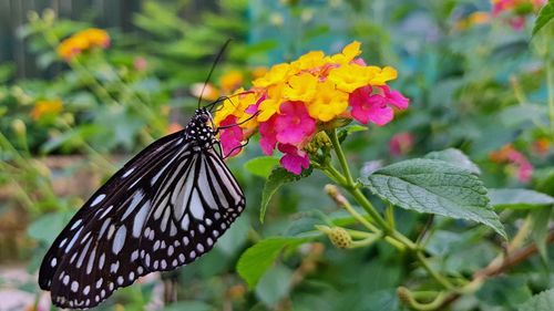 Close-up of butterfly pollinating on pink flower