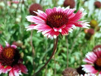 Close-up of pink flower