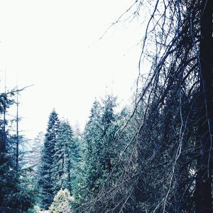 Bare trees against clear sky