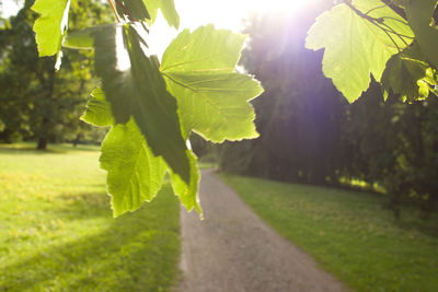 Close-up of green leaves on field