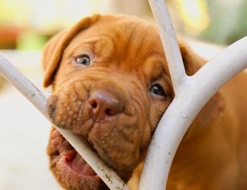 Close-up portrait of dog