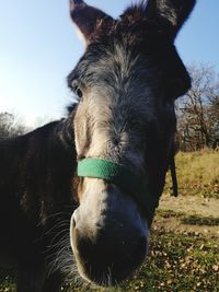 Close-up of a horse on field