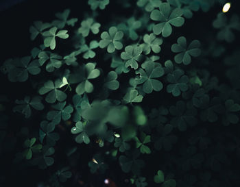 Full frame shot of plants