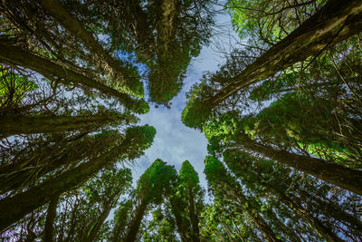 Low angle view of trees in forest against sky