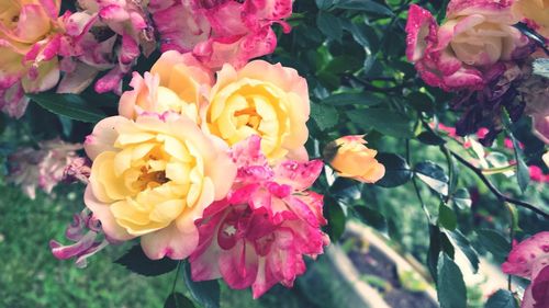 Close-up of pink rose