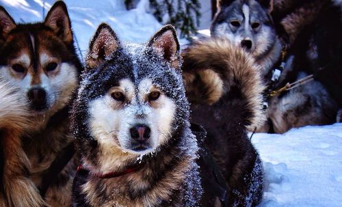 Siberian huskies relaxing on snowcapped field