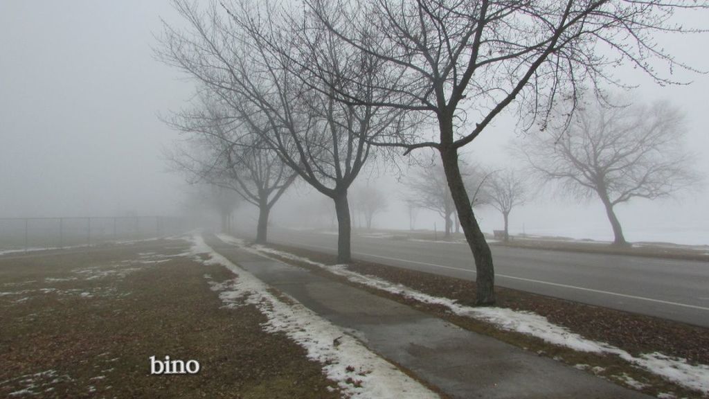 fog, tree, road, sign, bare tree, transportation, nature, plant, direction, cold temperature, no people, winter, the way forward, symbol, marking, day, communication, road marking, tranquility, outdoors