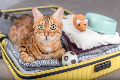 A beautiful cat sits in a travel suitcase with things inside. take me on vacation with you.