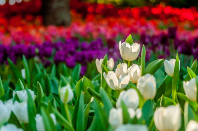 Close-up of white crocus flowers on field