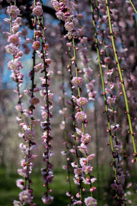 Close-up of pink flowers on branch