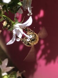 Close-up of insect on pink flower