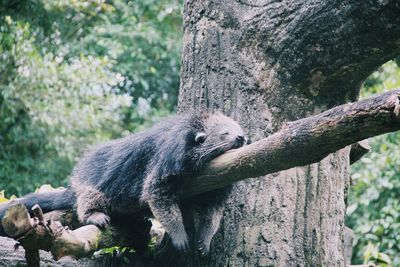 Monkey on tree trunk