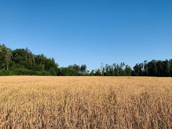 Scenic view of field against clear blue sky