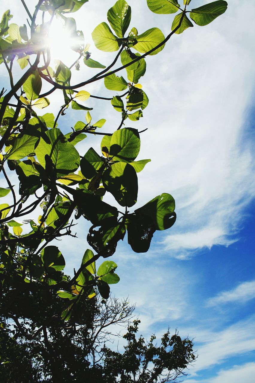 low angle view, tree, branch, leaf, growth, sky, nature, green color, beauty in nature, day, freshness, cloud - sky, outdoors, no people, fruit, tranquility, sunlight, hanging, cloud, close-up