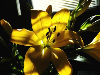 Close-up of yellow flower