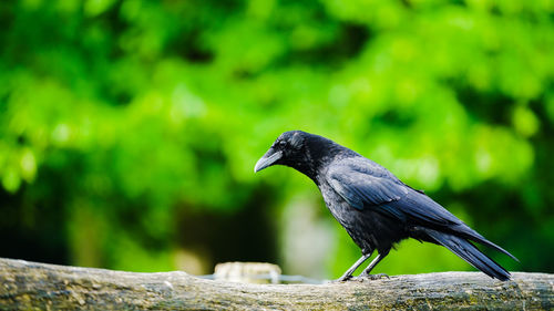 Close-up of bird perching on wood