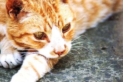 Close-up of a cat looking away