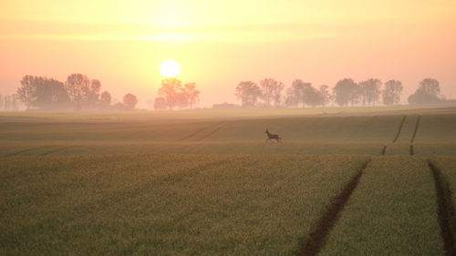 Scenic view of field against sky during sunset