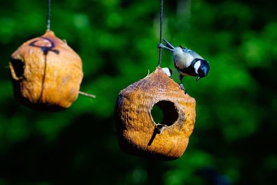 Close-up of bird hanging from feeder