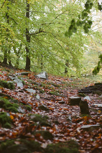 Trees in forest during autumn