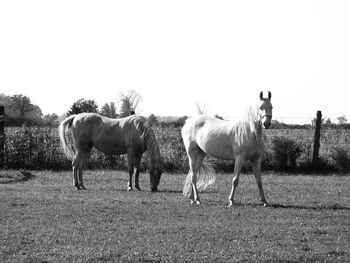 Horses grazing on field against clear sky