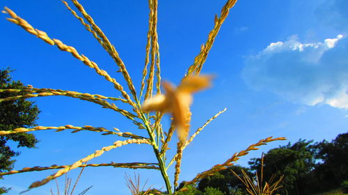 Low angle view of plants growing on field