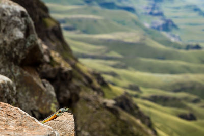 Close-up of lizard on rock