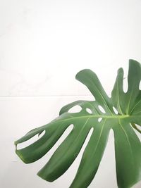 Close-up of green leaves against white background