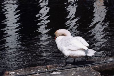 High angle view of white swan in lake