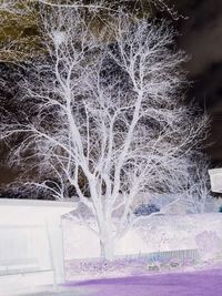 Firework display over trees during winter