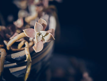 Close-up of flowering plant