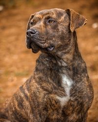 Close-up of dog