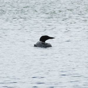 Bird flying over lake