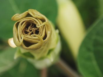 Close-up of rose against blurred background