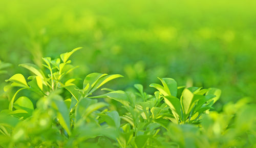 Close-up of plant growing on field