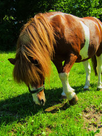 Horse grazing in field