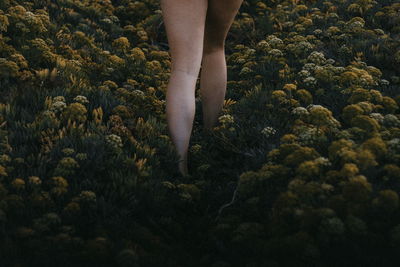 Low section of woman walking amidst plants