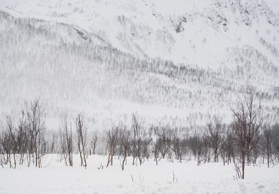 Scenic view of snow covered land