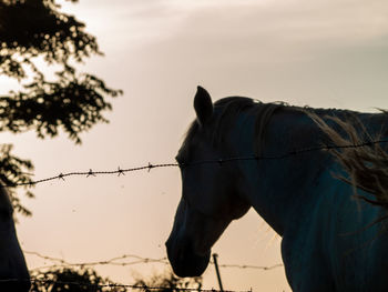 View of horse against sky