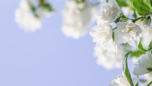 Low angle view of white cherry blossom